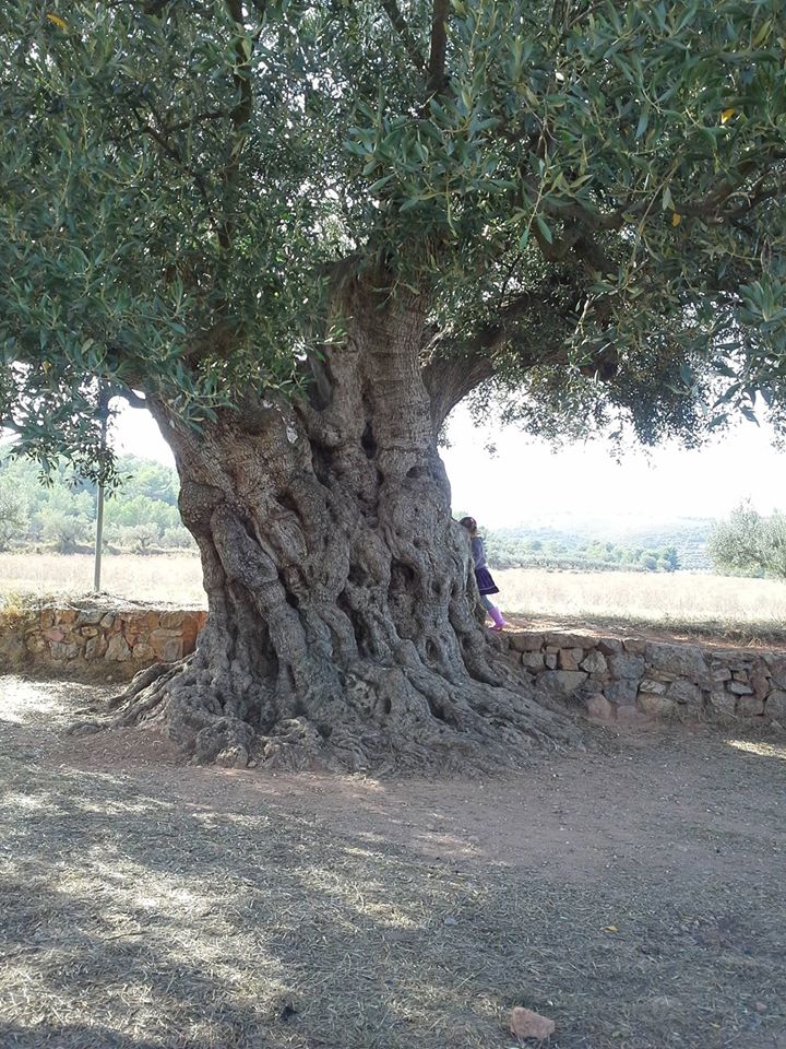 arbre de 1600 ans